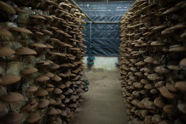 Pilzfarm, Bio Lingzhi, Austern und Shiitake Pilze Schimmel in Plastiktüte