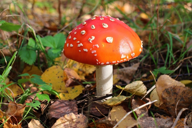 Pilzfliege wächst im Wald