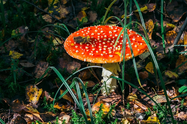 Pilzfliegenpilz im Wald gegen den Herbst