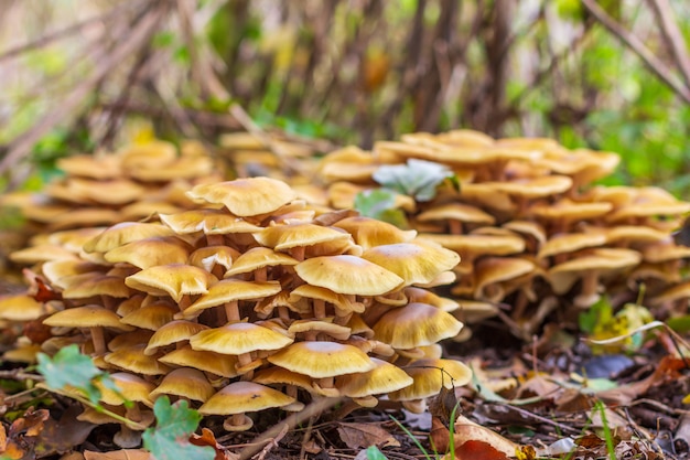 Pilzhonigblätterpilz im Herbstwald