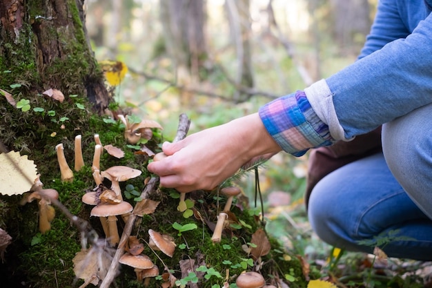 Pilzhonigpilze wachsen auf dem Boden im Gras im Wald Russland