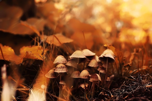 Pilzkappen inmitten eines Haufens brauner Blätter auf dem Waldboden an einem Herbsttag in Deutschland