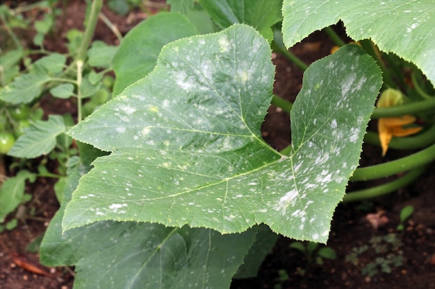 Pilzkrankheit Echter Mehltau auf einem Pattypan-Kürbisblatt. Weiße Plakette auf dem Blatt.