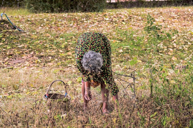 Foto pilzpflücksaison grauhaarige, hübsche alte frau, die im herbstwald hockt