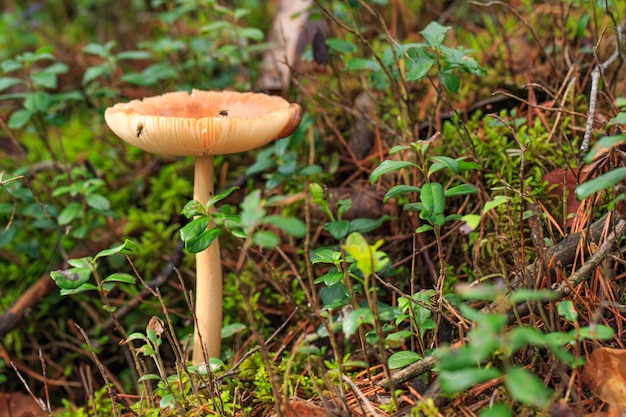 Pilzpilz und Fliegen darauf Nahaufnahme