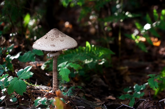 Pilzserie: Sonnenschirmpilz (Macrolepiota procera)