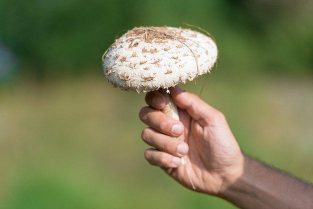 Pilztrommelstock in der Hand