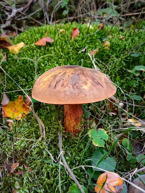 Pilzzucht auf moosiger Waldoberfläche