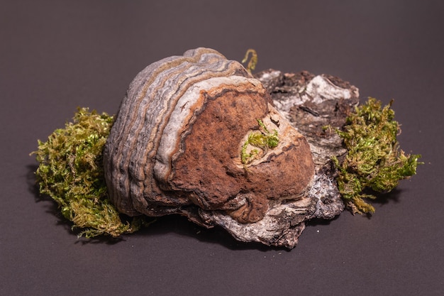 Pilzzunderpilz oder Fomes fomentarius auf schwarzem Steinbetonhintergrund, Nahaufnahme