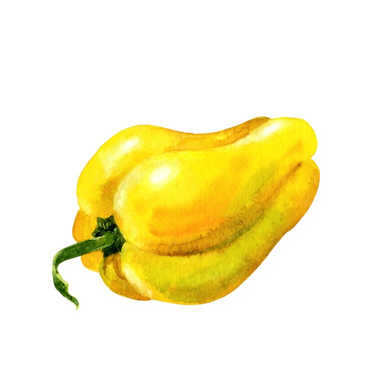 Pimenta amarela búlgara. Ilustração em aquarela sobre fundo branco.