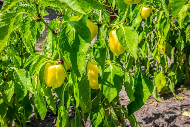 Pimenta amarela doce crescendo no jardim