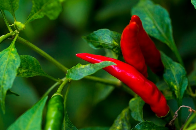 Pimenta caiena é um famoso sabor picante. A comida é tailandesa