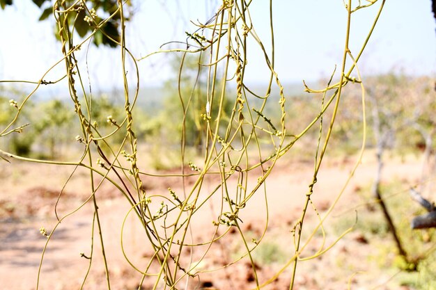 Pimenta de amarlata Mesquite Kiawe Prosopis pallida Cassytha filiformis