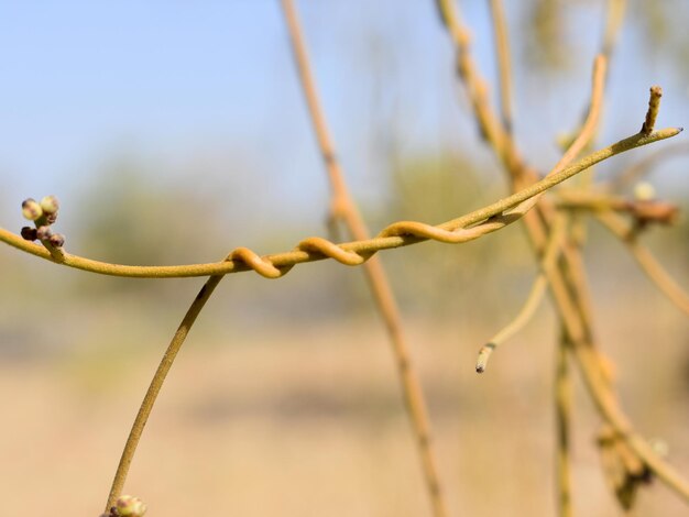 Pimenta de amarlata Mesquite Kiawe Prosopis pallida Cassytha filiformis