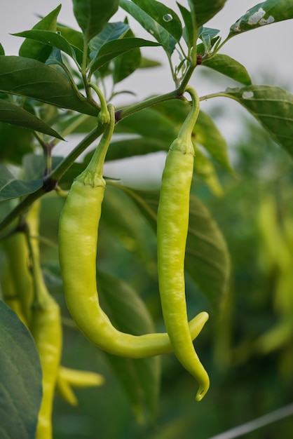 Foto pimenta de pimentão verde fresca na horta.