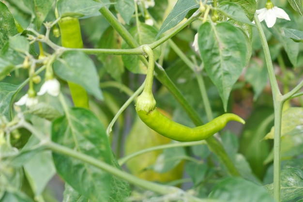 Pimenta doce vermelha, cozinhando matéria-prima na planta.