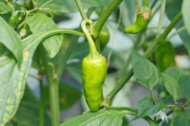 Pimenta doce vermelha, cozinhando matéria-prima na planta.