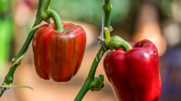 Pimenta Doce Vermelha