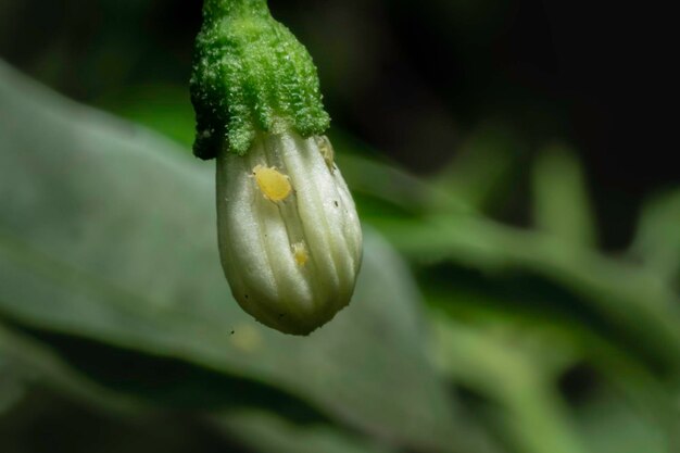 Pimenta flor branca e insetos destroem plantas