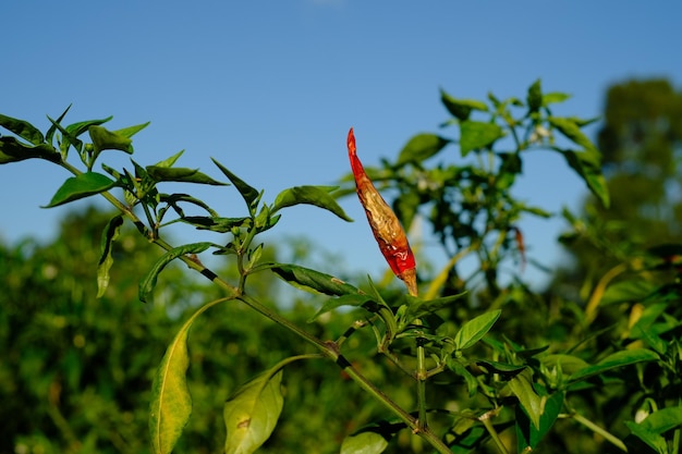 Pimenta fresca é um fungo