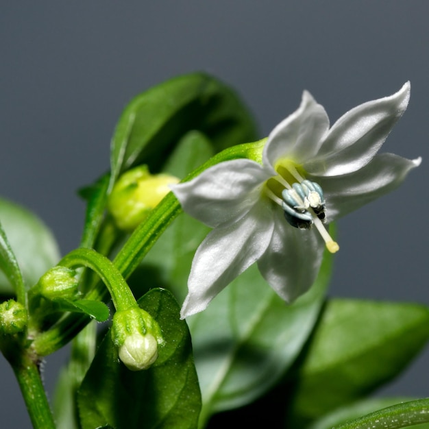 Pimenta interior amarga e picante floresce