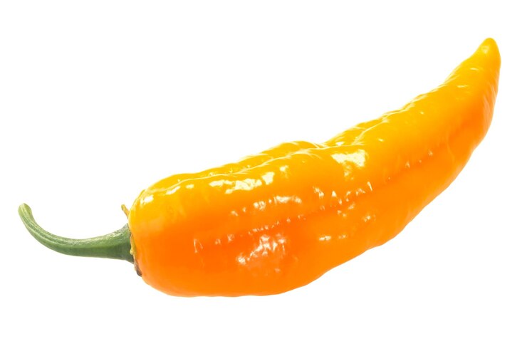 Foto pimenta laranja jolokia pimenta isolada capsicum chinense fruta