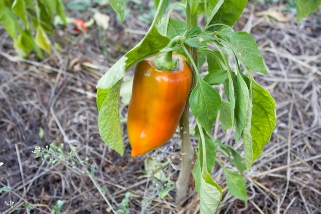 Pimenta madura pendurada em um galho no jardim Conceito de agricultura orgânica