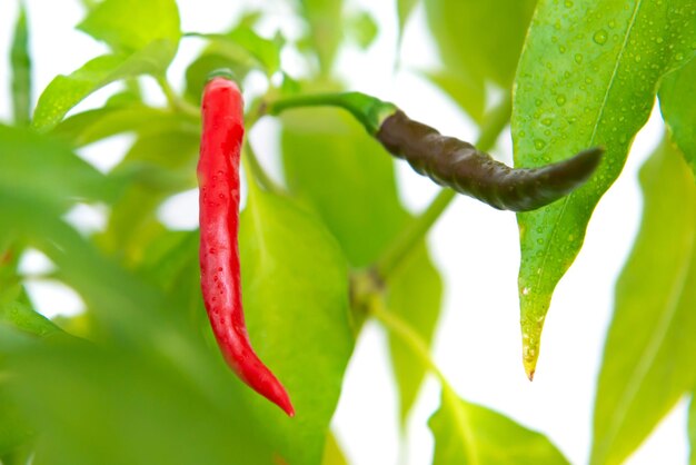 Pimenta malagueta vermelha e verde