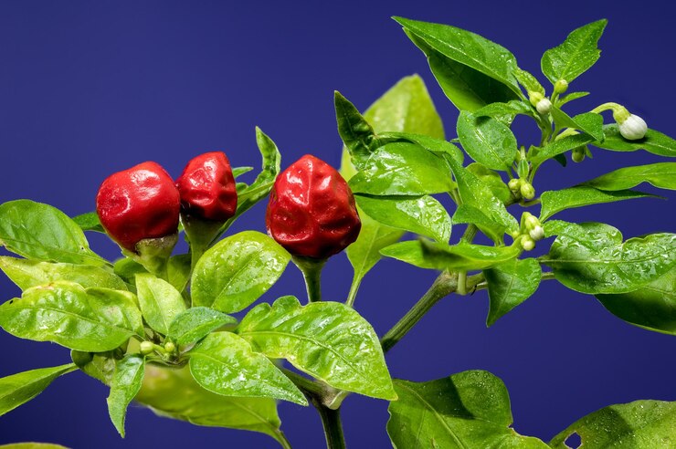 Foto pimenta ornamental aladino em fundo azul