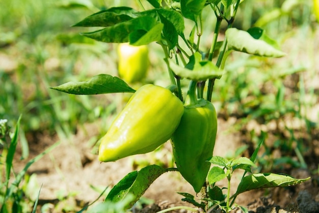 Pimenta verde em uma cama de jardim Cultivo agrícola de legumes