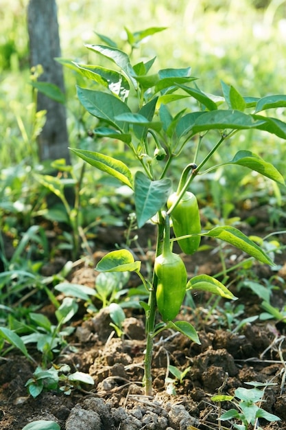 Pimenta verde em uma cama de jardim Cultivo agrícola de legumes