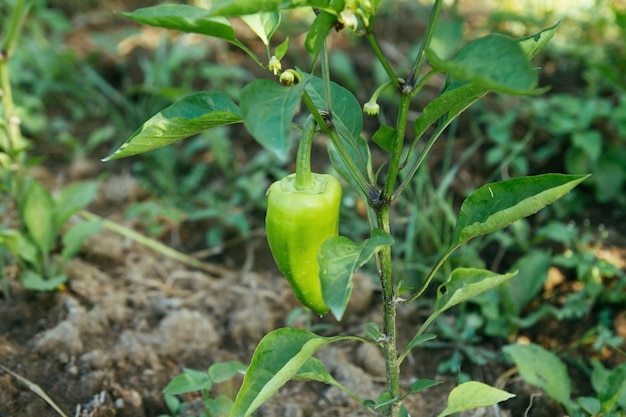 Pimenta verde em uma cama de jardim cultivo agrícola de legumes