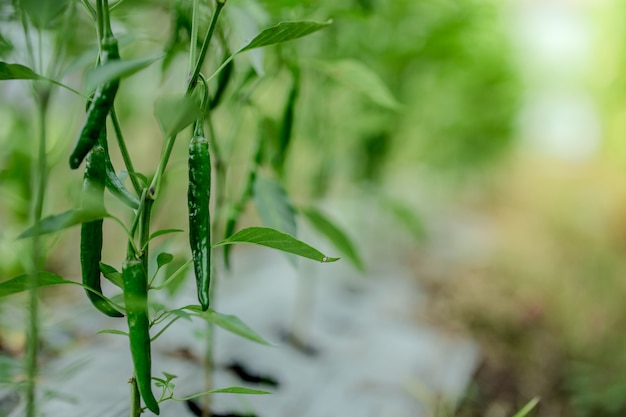 Pimenta verde fresca em árvore no jardim asiático