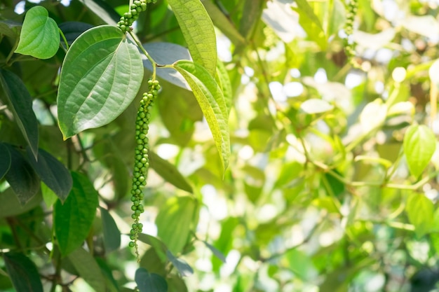 Pimenta verde longa fresca (Piper nigrum Linn) na árvore na natureza