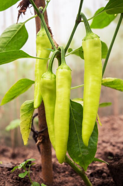 Pimenta verde quente cresce em um galho em uma estufa