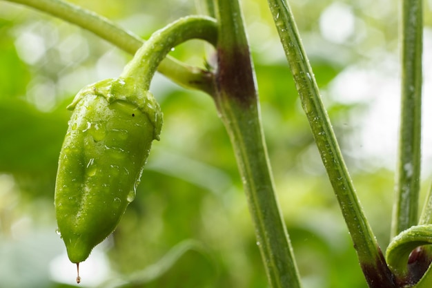 Pimenta verde verde com gotas de água na cama do jardim Alimentos orgânicos caseiros