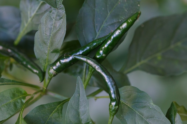 Pimenta verde