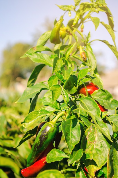 Foto pimenta vermelha cresce no campo. cultivo de vegetais orgânicos. produtos ecológicos.