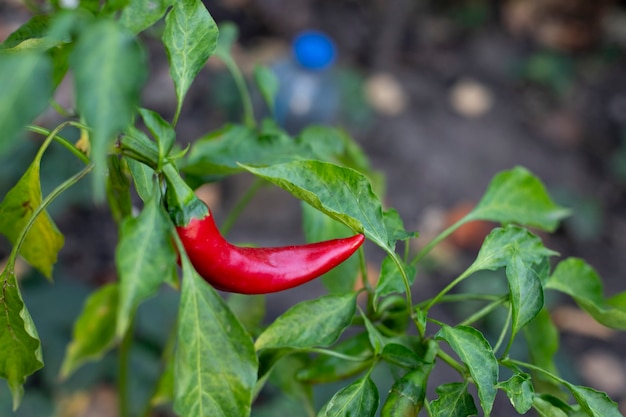 Pimenta vermelha crescendo no jardim