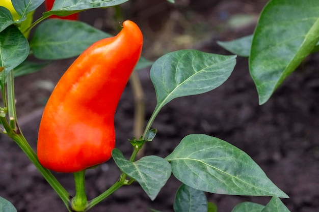 Pimenta vermelha na estufa closeup