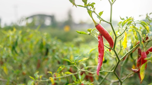 Pimenta vermelha na fazenda de pimentão