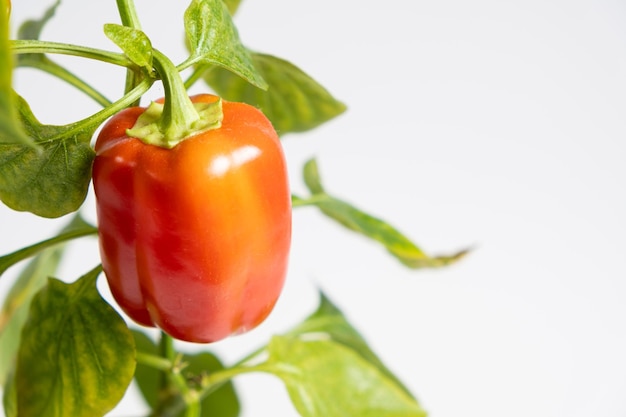 Pimenta vermelha pequena no galho em um espaço de cópia de fundo branco para jardinagem de texto