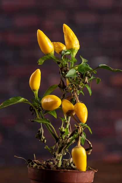 Pimentão amarelo lindo pimentão amarelo no foco seletivo de fundo escuro da haste