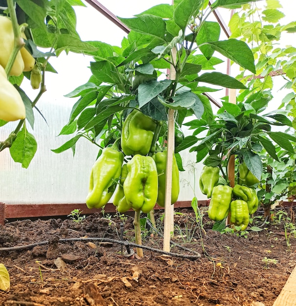 pimentão arbustos estufa plantas jardinagem