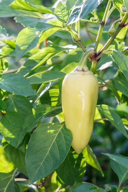 Pimentão verde crescendo em arbusto no jardim. Planta búlgara ou de pimenta doce. Profundidade superficial de campo