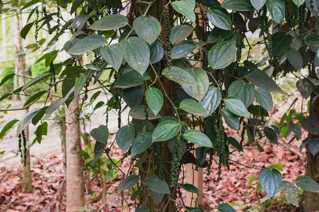 Pimentão verde fresco Ceilão (Piper nigrum Linn) na árvore na natureza