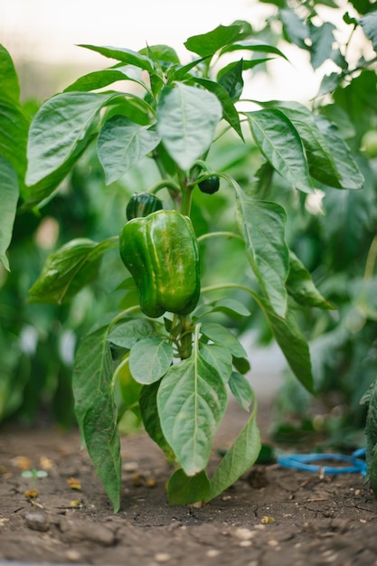 Pimentão verde no jardim Pimenta verde Conceito orgânico Legumes cultivados em casa