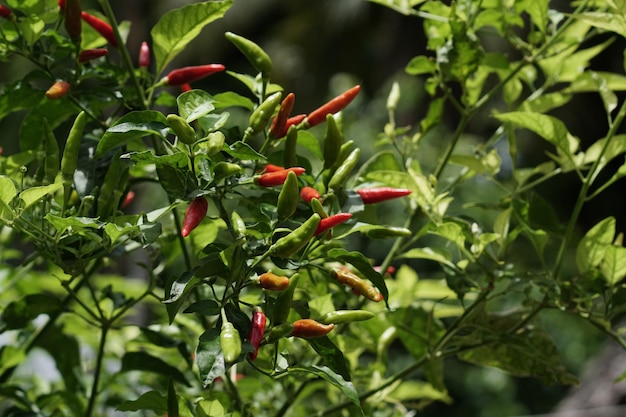 pimentão vermelho fresco na árvore no jardim