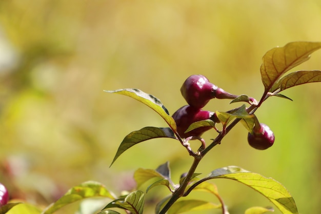 Pimentas brasileiras na natureza