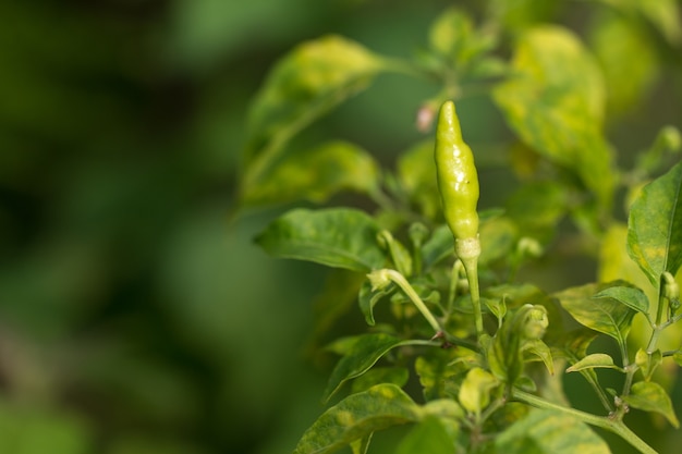 Pimentas de pimentão maduras em uma planta